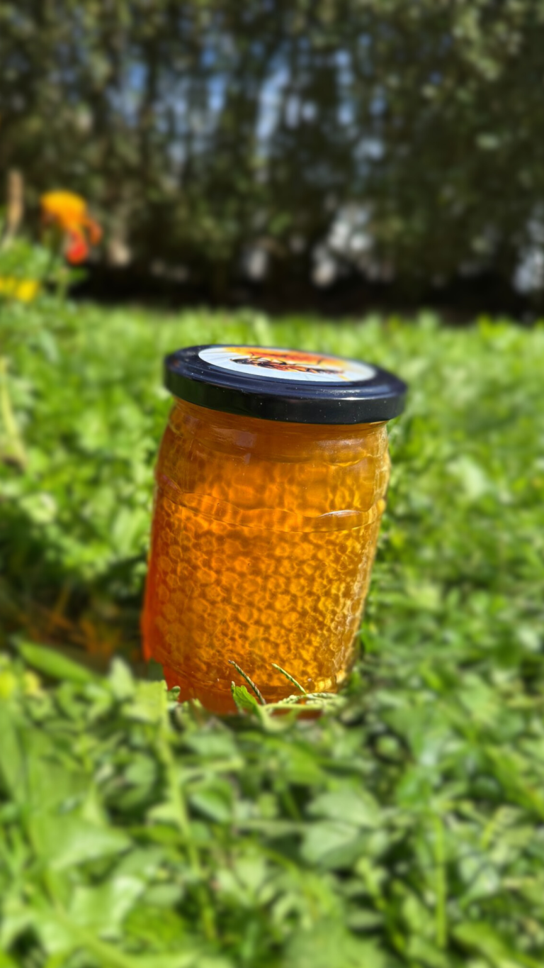 Bagremov Med u saću u tegli od 1kg