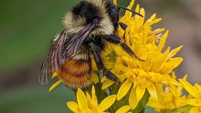 Bee on a flower